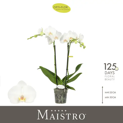 Phal.2-R weiss Mozart T12 H050