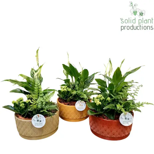 Spath.Arr mix SP009 Sarah Jungle T19 H036