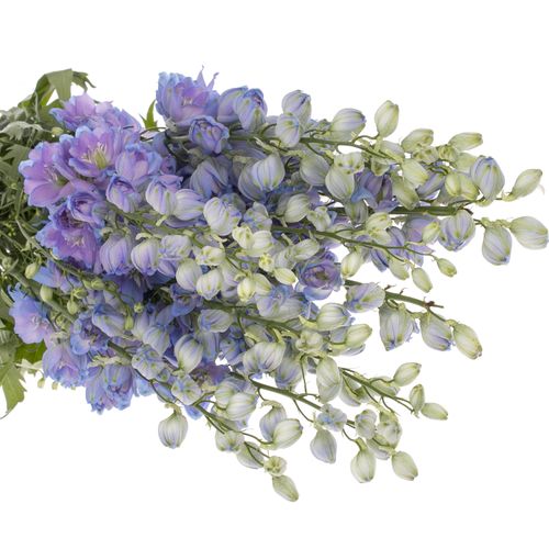 Delphinium blau Moonlight 90cm
