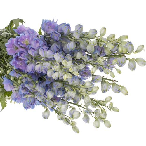 Delphinium blau Moonlight 90cm