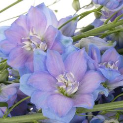 Delphinium blau Moonlight 90cm