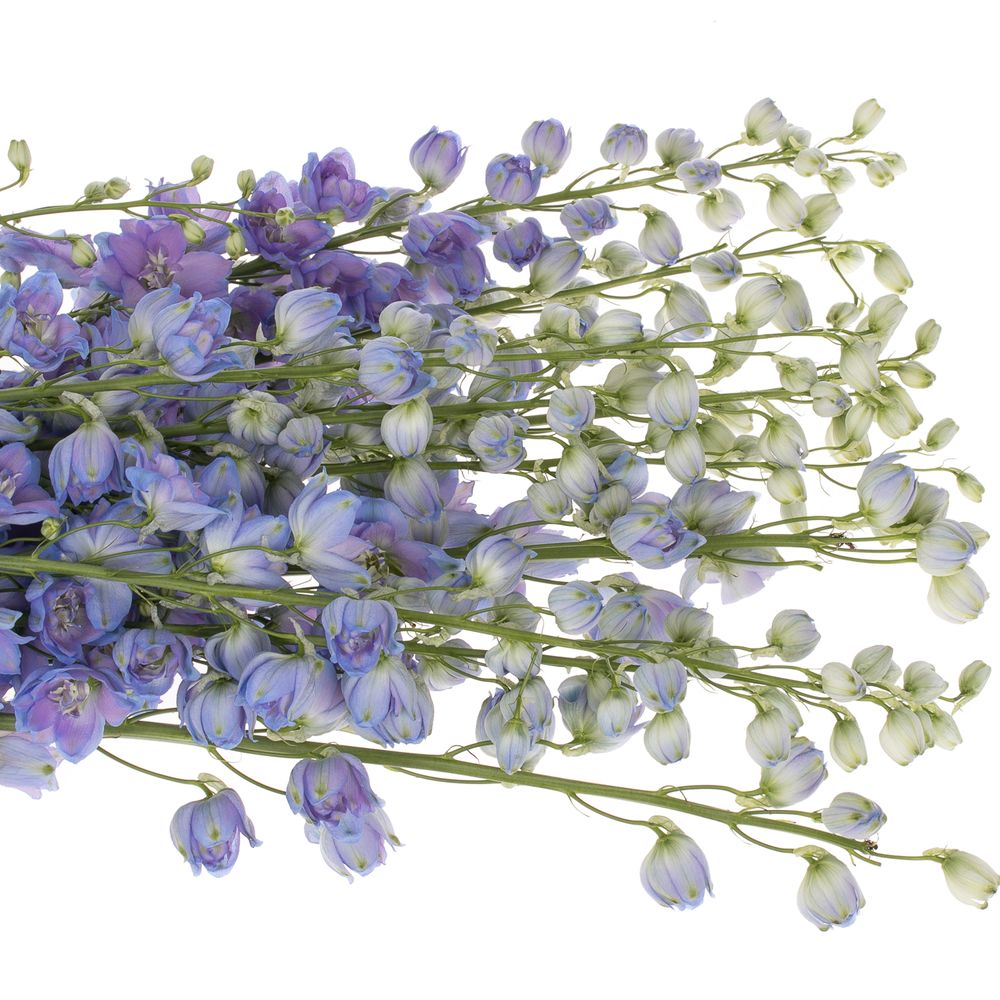 Delphinium blau Moonlight 90cm