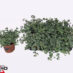 Sedum hell grün Sieboldii T12 H017