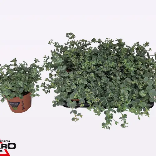 Sedum hell grün Sieboldii T12 H017