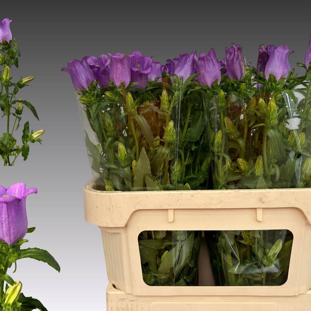 Campanula lila Lilac 75cm