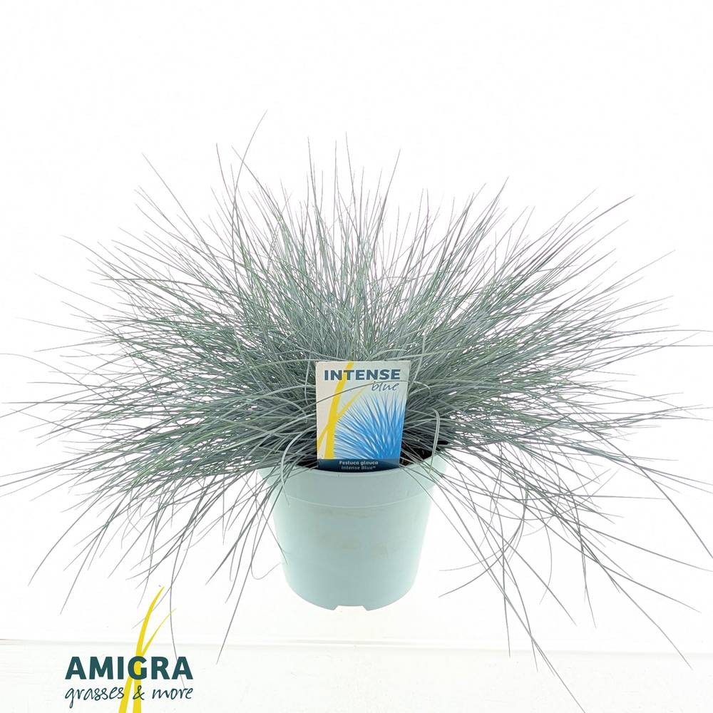 Festuca Glauca blau T17 H40