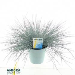 Festuca Glauca blau T17 H40