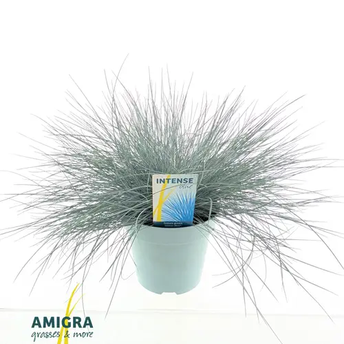 Festuca Glauca blau T17 H40