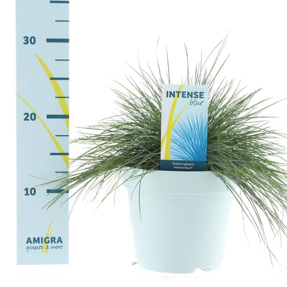 Festuca Glauca blau T17 H40