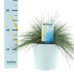 Festuca Glauca blau T17 H40