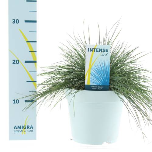 Festuca Glauca blau T17 H40