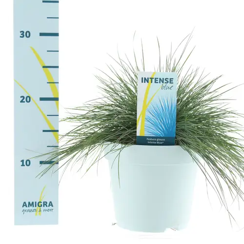 Festuca Glauca blau T17 H40