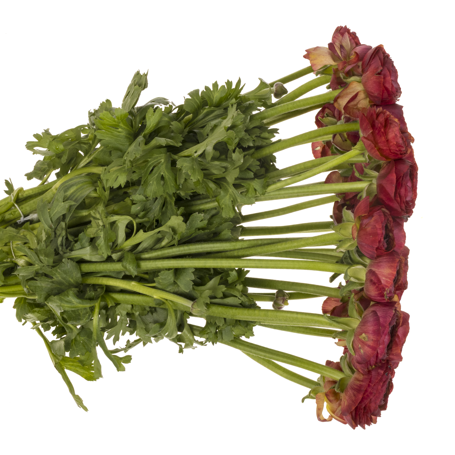 Ranunkel rot Success Tango 40cm x 30