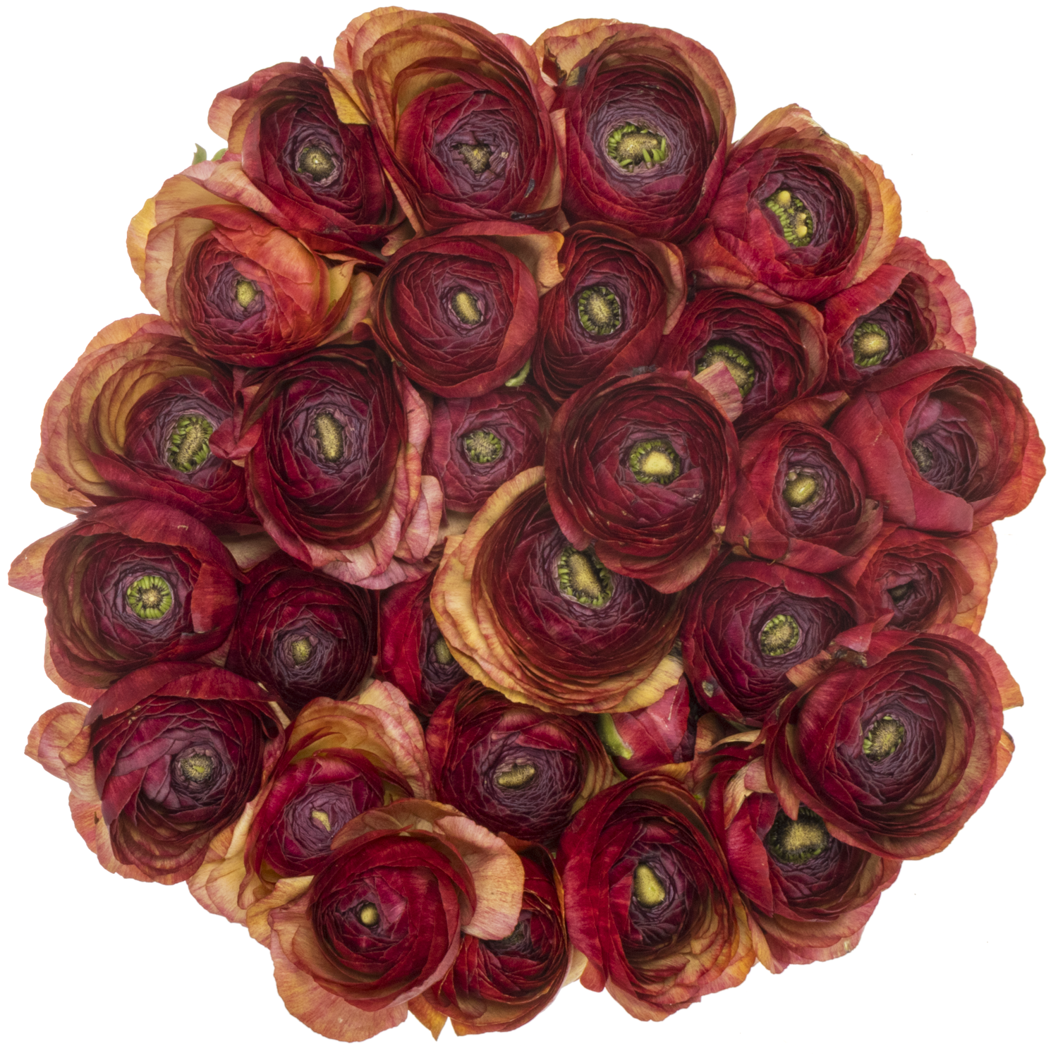 Ranunkel rot Success Tango 40cm x 30