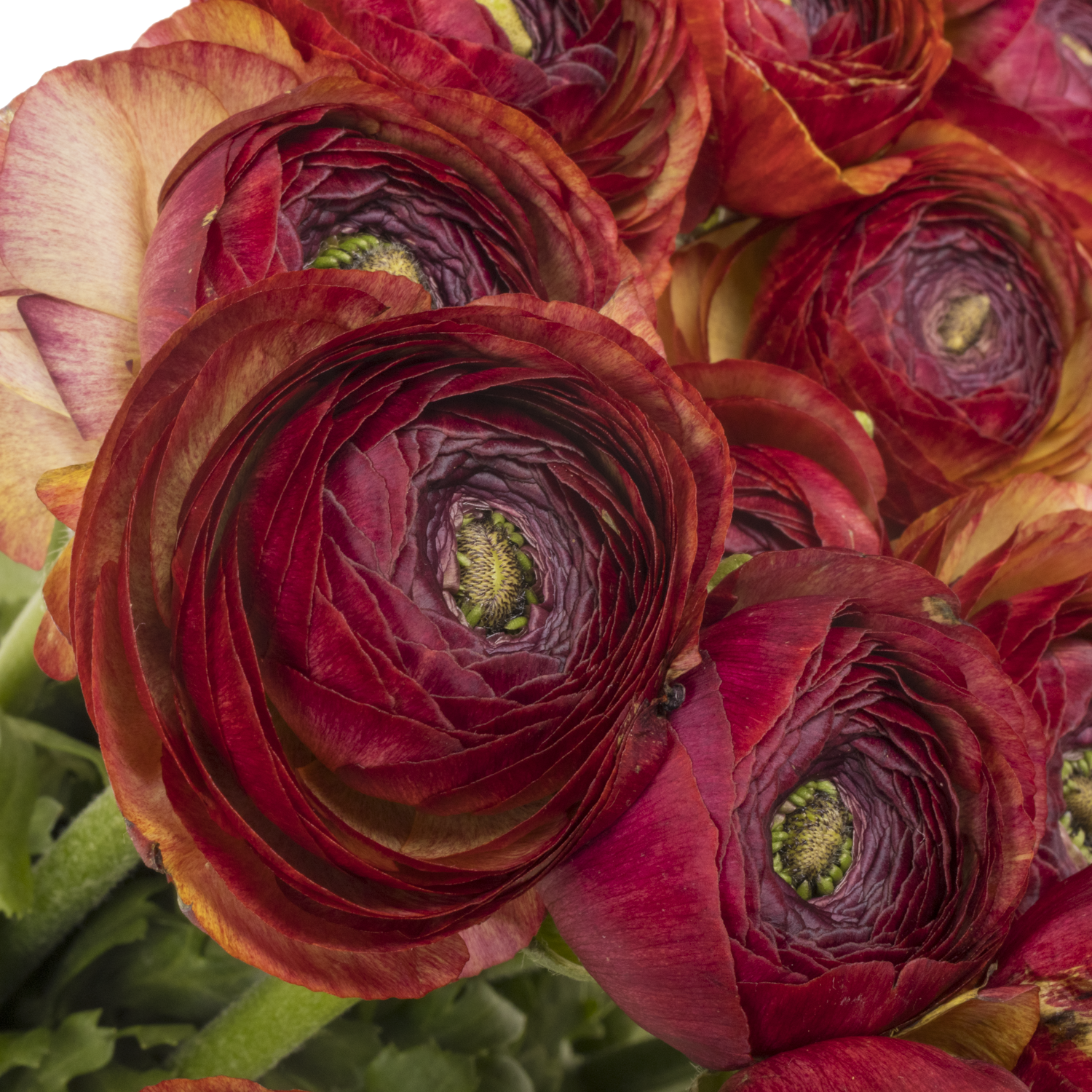 Ranunkel rot Success Tango 40cm x 30