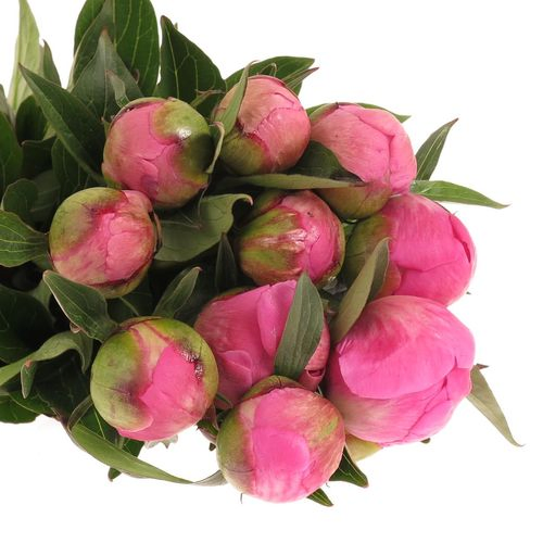 Pfingstrose pink Edulis 60cm