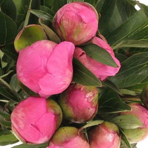 Pfingstrose pink Edulis 60cm