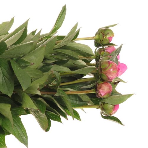 Pfingstrose pink Edulis 60cm