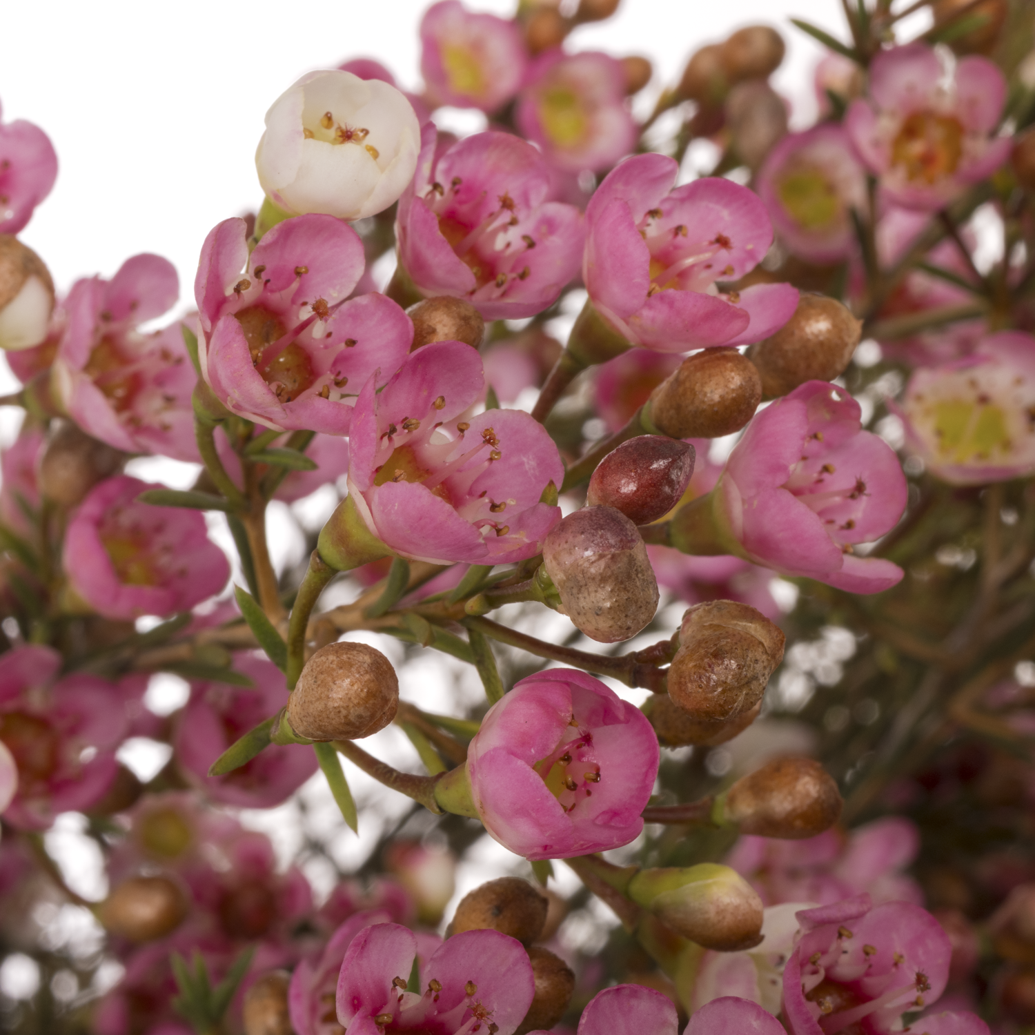 Wachsflower rosa Sarah s Delight 50 Gramm 80cm