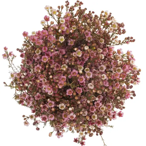 Wachsflower rosa Sarah s Delight 50 Gramm 80cm