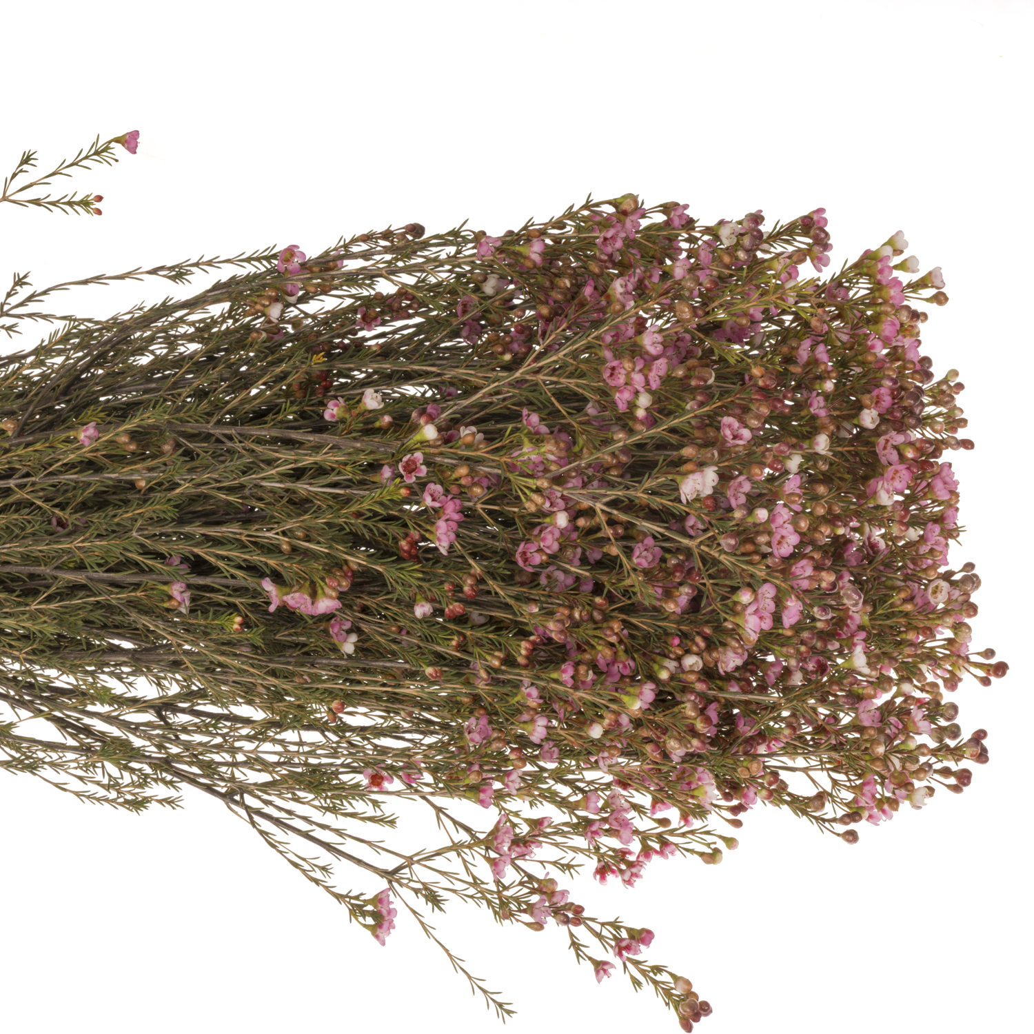 Wachsflower rosa Sarah s Delight 50 Gramm 80cm