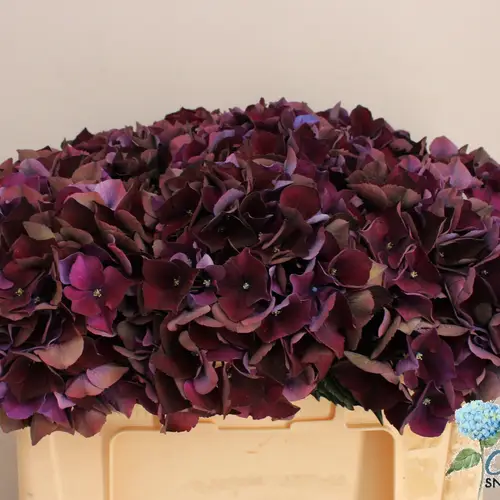 Hortensie aubergine Classic Bol 18cm 50cm
