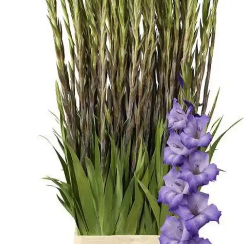 Gladiole milka Performer 95cm