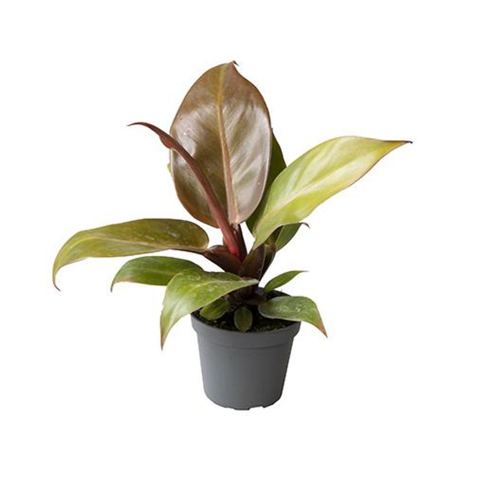 Philodendron-Hybrid orange T06 H15
