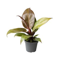 Philodendron-Hybrid orange T06 H15