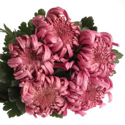 Chrys.Deko rosa Pink Vienna 85 Gramm