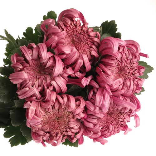 Chrys.Deko rosa Pink Vienna 85 Gramm