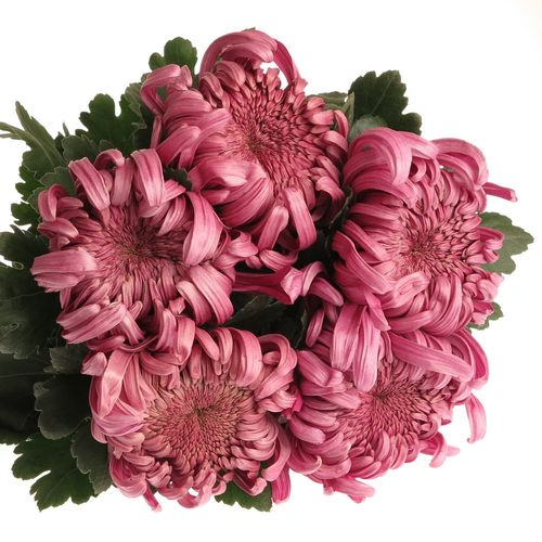Chrys.Deko rosa Pink Vienna 85 Gramm