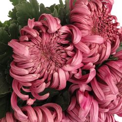 Chrys.Deko rosa Pink Vienna 85 Gramm
