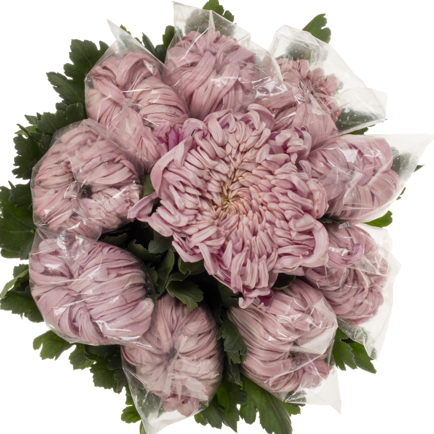 Chrys.Deko hell rosa Pink Vienna 150 Gramm 80cm