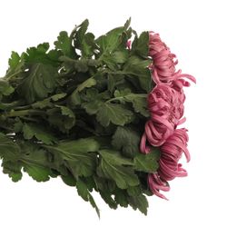 Chrys.Deko rosa Pink Vienna 85 Gramm