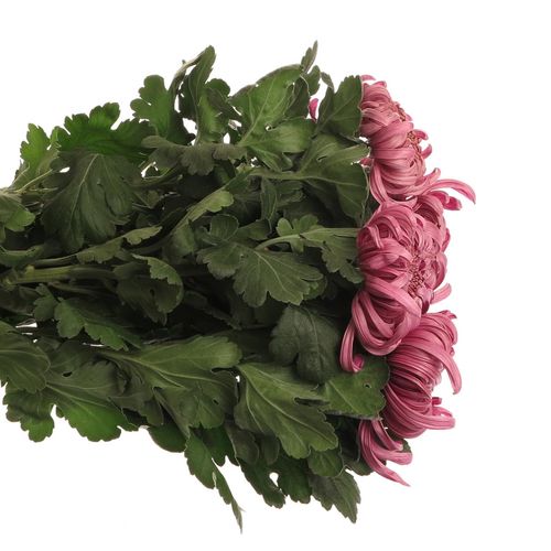 Chrys.Deko rosa Pink Vienna 85 Gramm