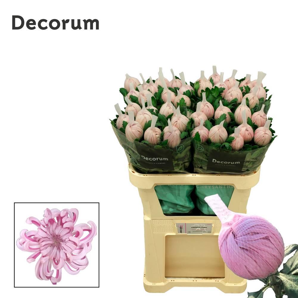 Chrys.Deko rosa Pink Vienna 85 Gramm 70cm