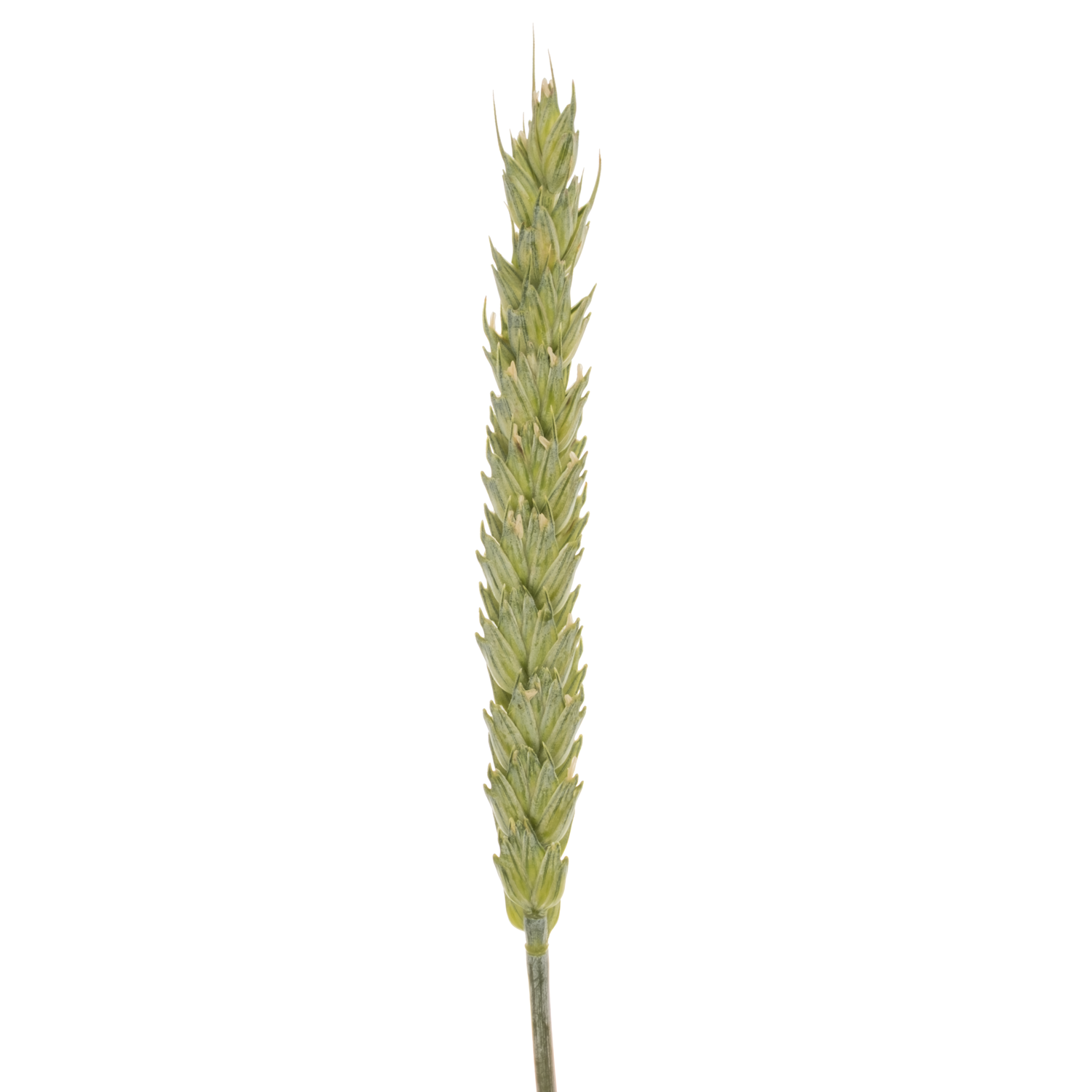 Ziergras hell grün Triticum Weizen 70cm