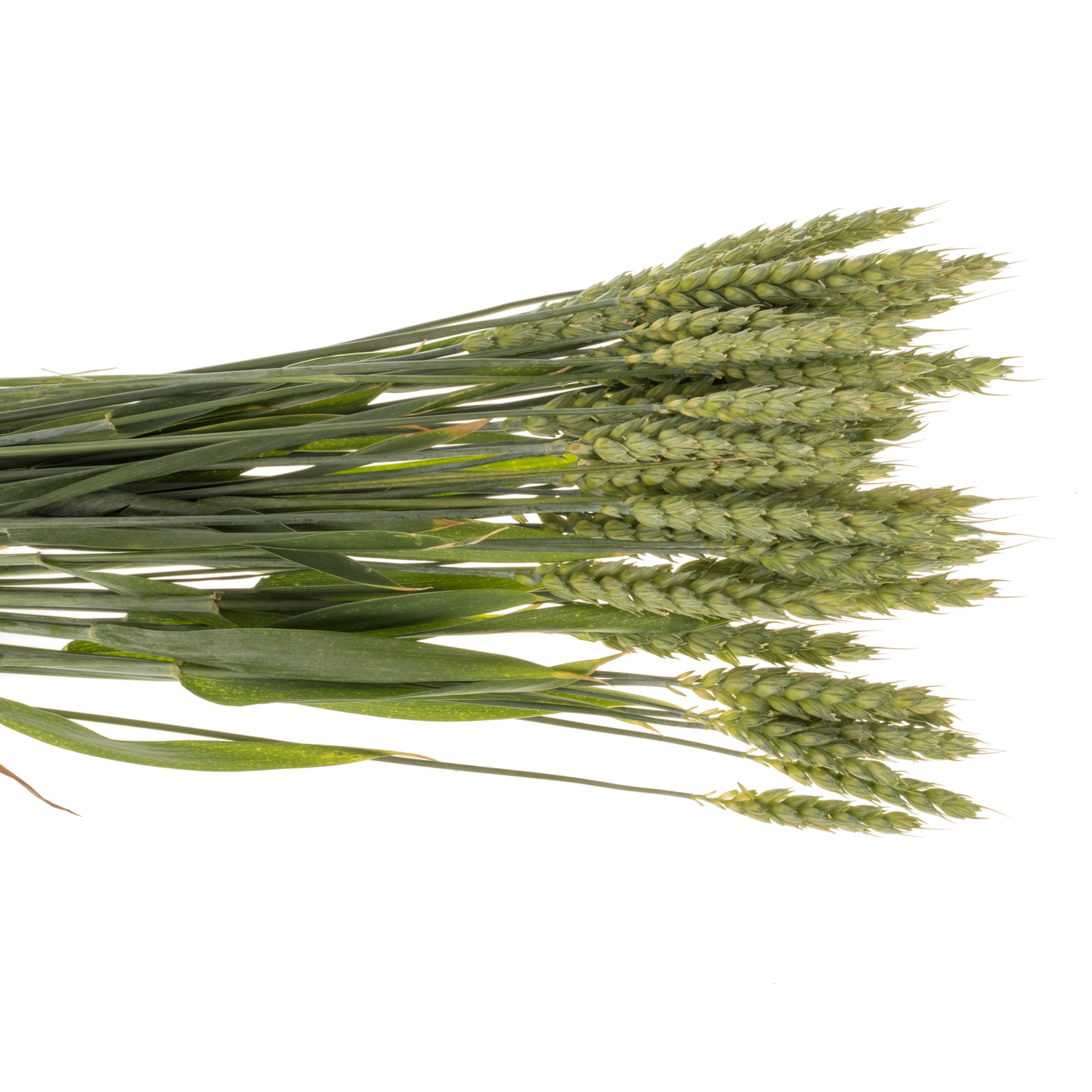 Ziergras hell grün Triticum Weizen 70cm
