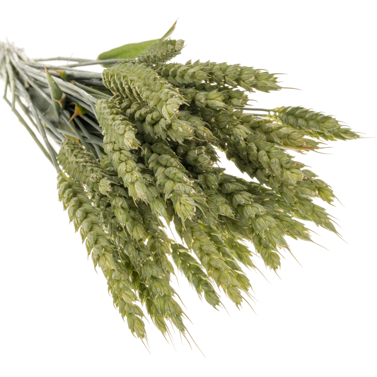 Ziergras hell grün Triticum Weizen 70cm