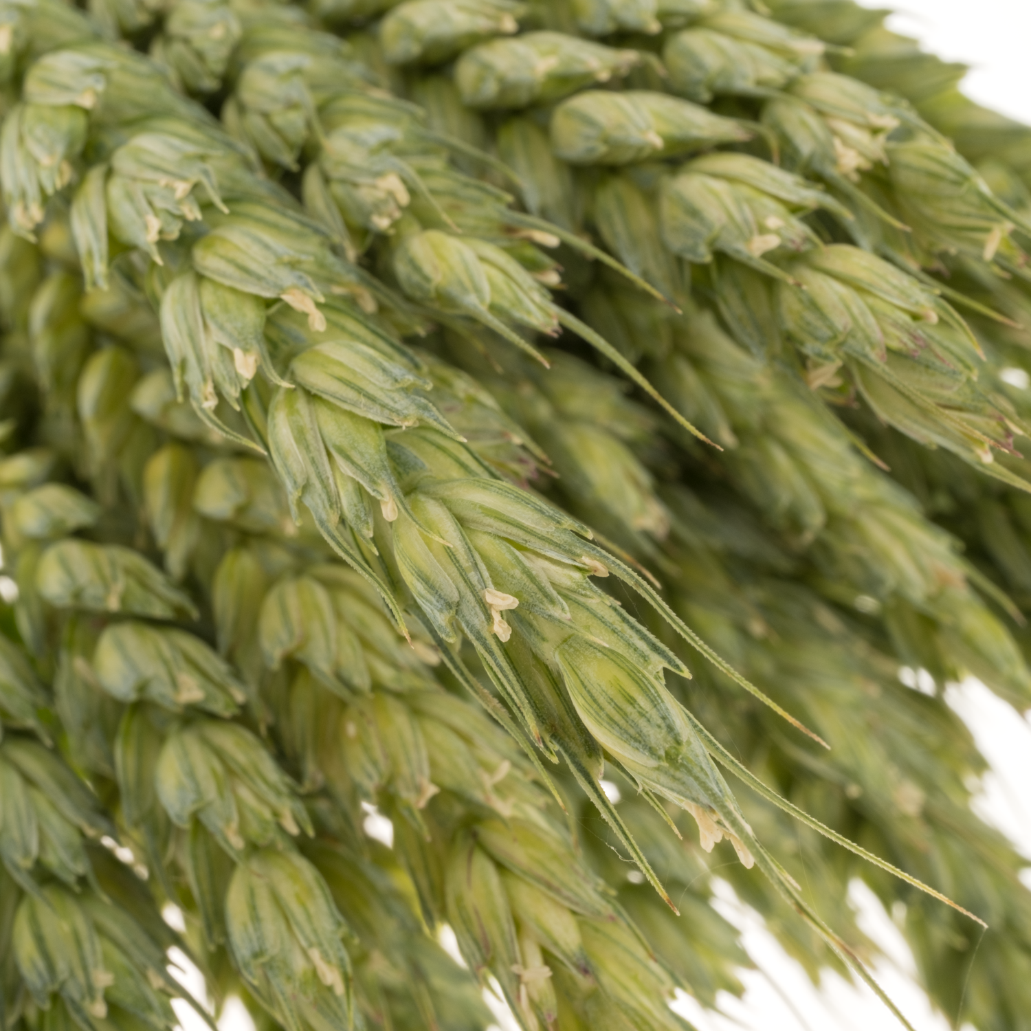 Ziergras hell grün Triticum Weizen 70cm