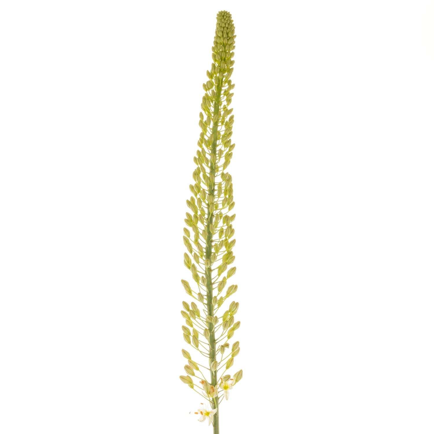 Eremurus weiss Weis 90cm