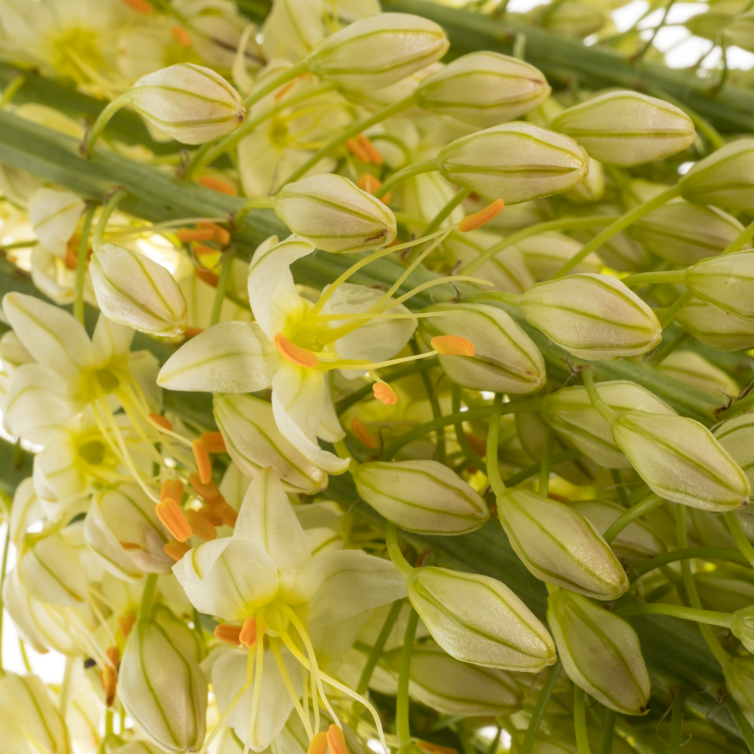 Eremurus weiss Weis 90cm