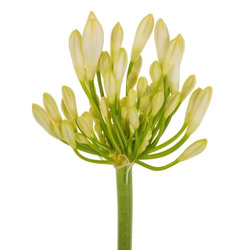 Agapanthus weiss 70cm