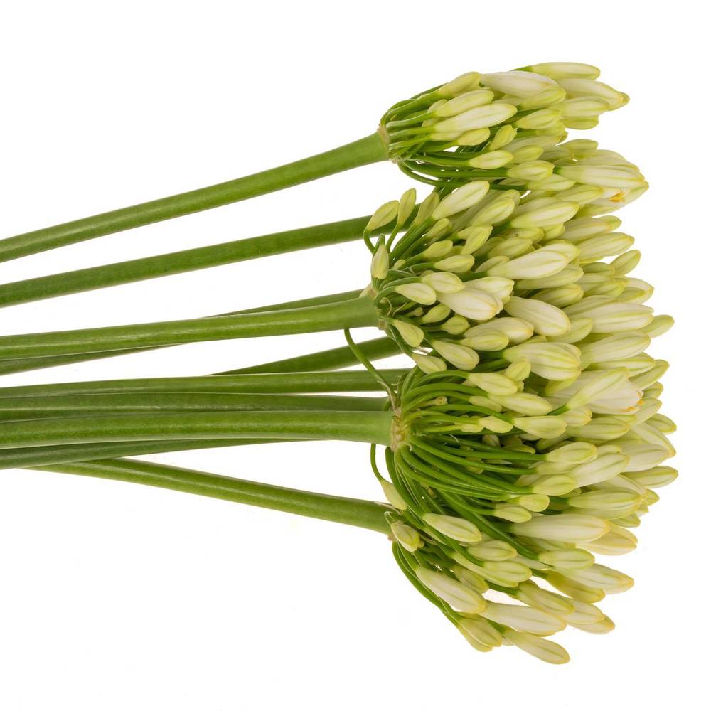 Agapanthus weiss 70cm