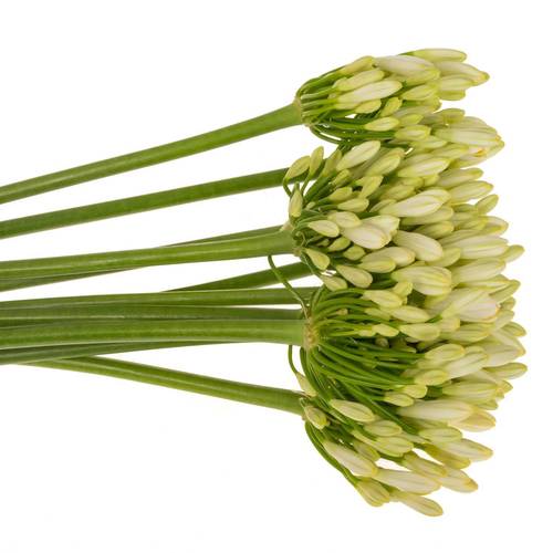 Agapanthus weiss 70cm