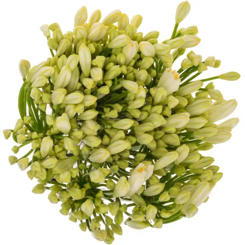 Agapanthus weiss 70cm