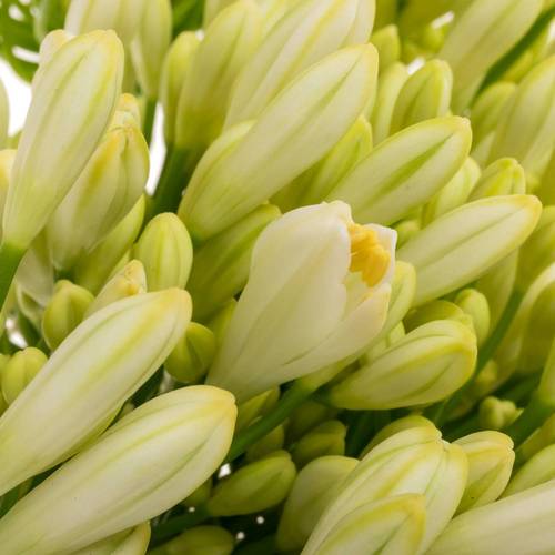 Agapanthus weiss 70cm