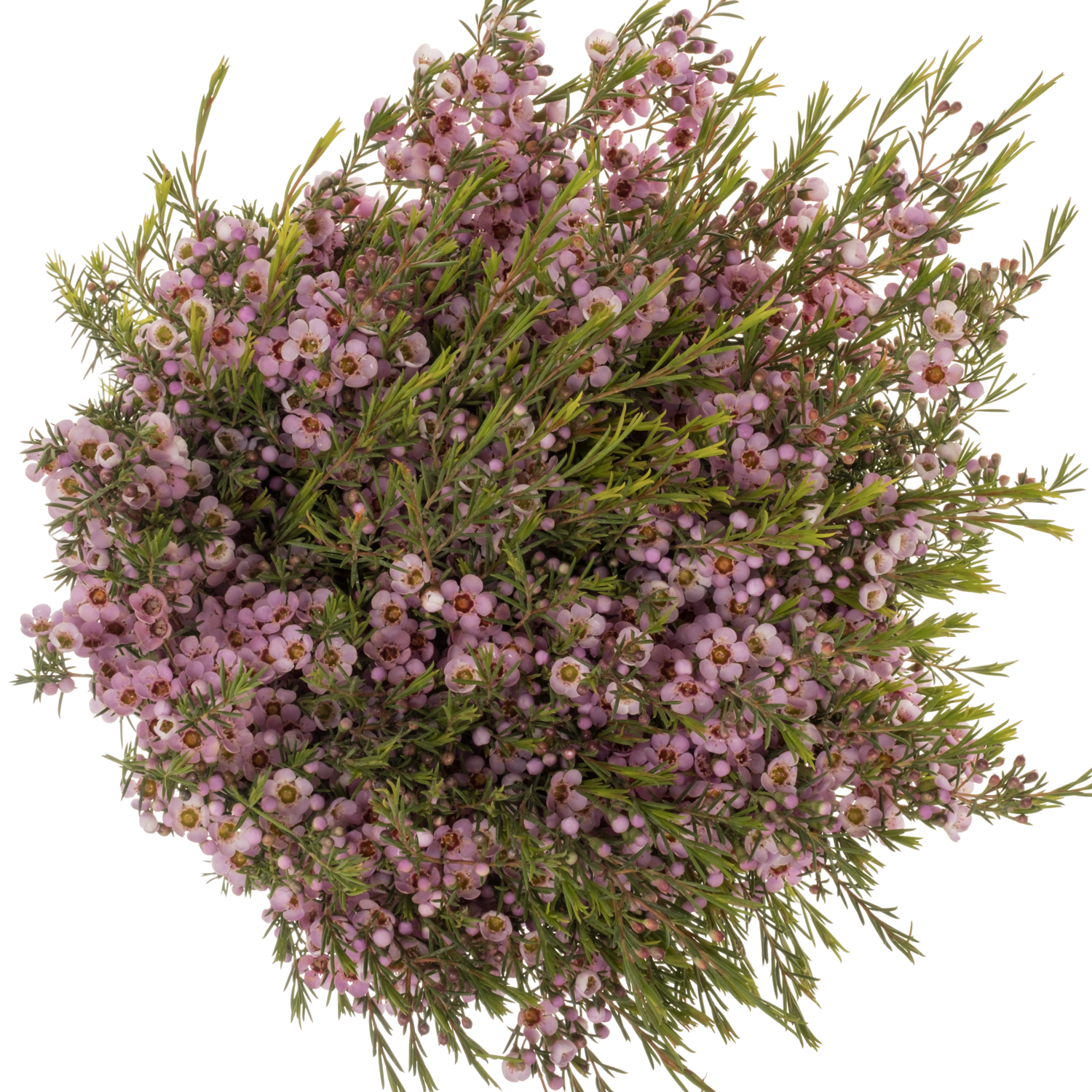 Wachsflower rosa Pink Shine 35 Gramm 60cm