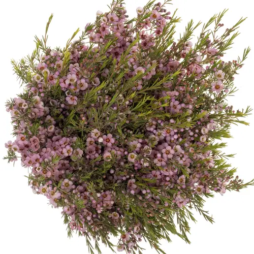Wachsflower rosa Pink Shine 35 Gramm 60cm